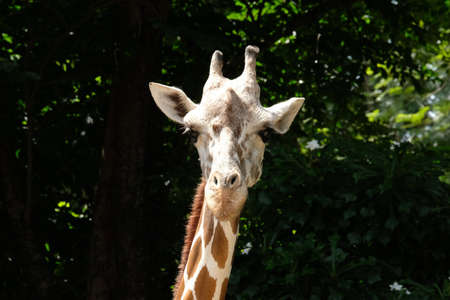 A giraffe's habitat is usually found in African savannas, grasslands or open woodlandsの写真素材