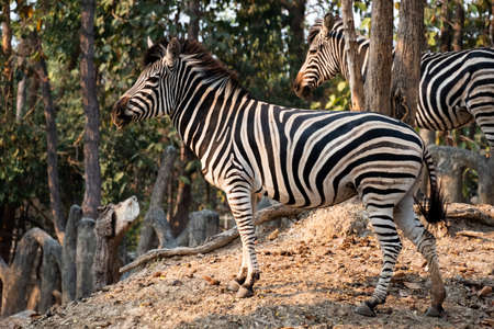 Zebras stripes perhaps serve to dazzle and confuse predators and biting insects, or to control the animalâs body heat.の写真素材