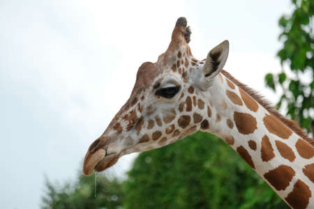A giraffe's habitat is usually found in African savannas, grasslands or open woodlandsの写真素材