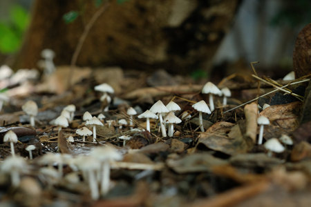 A small mushroom that grows on damp areas after rain.の写真素材