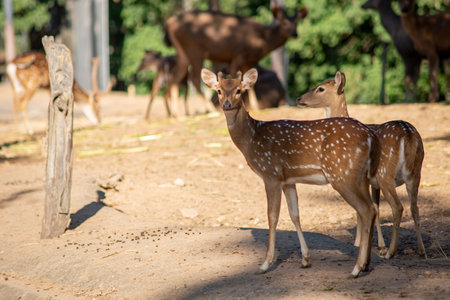 spotted deer or chital deer or axis deer is a species of deer that is native to the Indian subcontinent.の写真素材