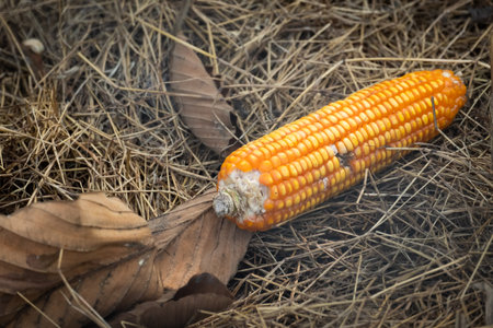 Production of maize that was damaged by pests.の写真素材