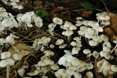 A small mushroom that grows on damp areas after rain.の写真素材