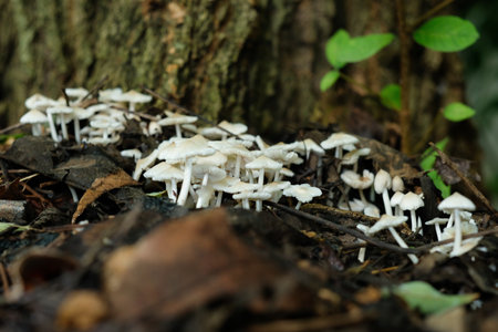 A small mushroom that grows on damp areas after rain.の写真素材