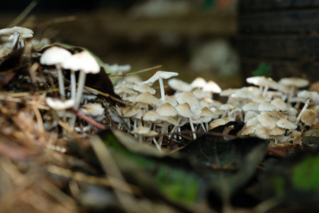 A small mushroom that grows on damp areas after rain.の写真素材