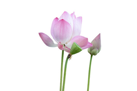 Pink lotus isolated on white background. lotus that is raising a bouquetの写真素材