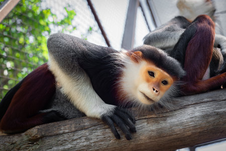 The Red-shanked douc is a species of Old World monkey.