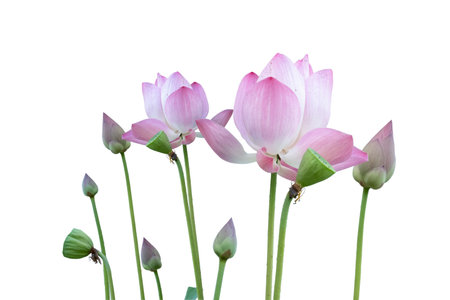 Pink lotus isolated on white background. lotus that is raising a bouquetの写真素材