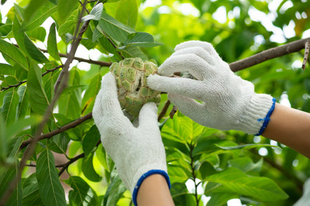 Farmers are trimming damaged custard apple.の写真素材