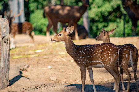 spotted deer or chital deer or axis deer is a species of deer that is native to the Indian subcontinent.の写真素材
