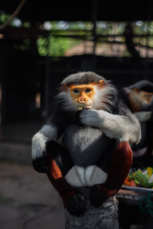 The Red-shanked douc is a species of Old World monkey.の写真素材