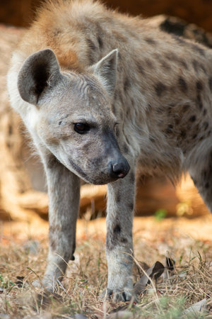 The hyena is Africaâs most common large carnivore.の写真素材