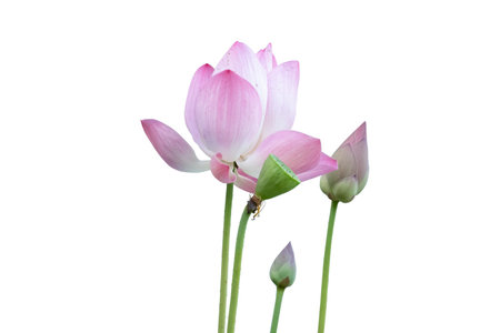 Pink lotus isolated on white background. lotus that is raising a bouquetの写真素材
