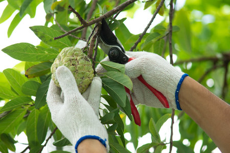 Farmers are trimming damaged custard apple.の写真素材