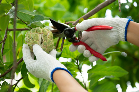 Farmers are trimming damaged custard apple.の写真素材