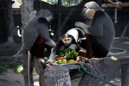 The Red-shanked douc is a species of Old World monkey.の写真素材