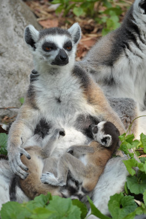 Ring-tailed lemurs give birth to one offspring, but twins can be frequent if food is plentiful.の写真素材