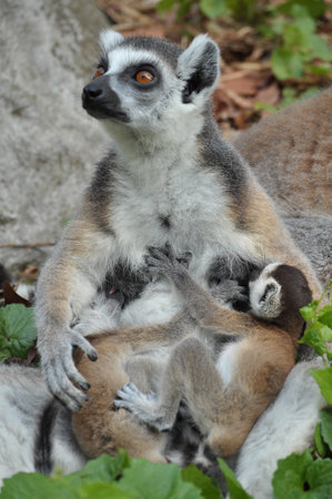 Ring-tailed lemurs give birth to one offspring, but twins can be frequent if food is plentiful.の写真素材