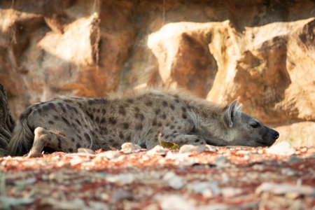 The hyena is Africaâs most common large carnivore.の写真素材
