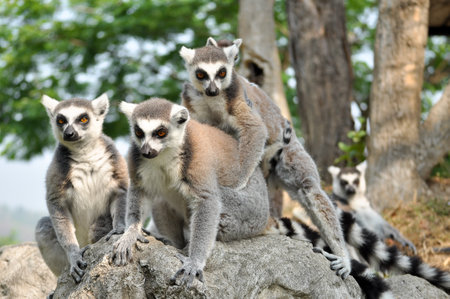 Ring-tailed lemurs give birth to one offspring, but twins can be frequent if food is plentiful.の写真素材