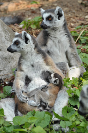 Ring-tailed lemurs give birth to one offspring, but twins can be frequent if food is plentiful.の写真素材