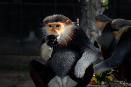 The Red-shanked douc is a species of Old World monkey.の写真素材