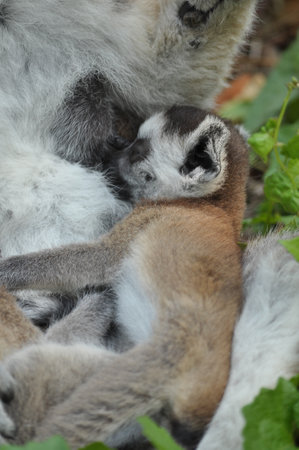 Ring-tailed lemurs give birth to one offspring, but twins can be frequent if food is plentiful.