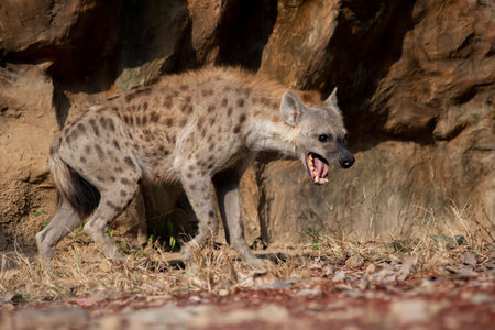 The hyena is Africaâs most common large carnivore.の写真素材