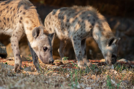 The hyena is Africaâs most common large carnivore.の写真素材