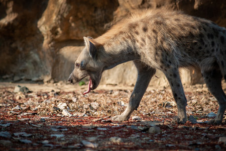 The hyena is Africaâs most common large carnivore.の写真素材