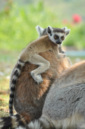 Ring-tailed lemurs give birth to one offspring, but twins can be frequent if food is plentiful.