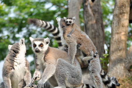 Ring-tailed lemurs give birth to one offspring, but twins can be frequent if food is plentiful.の写真素材