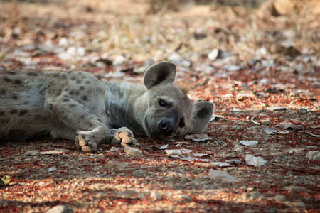 The hyena is Africaâs most common large carnivore.の写真素材
