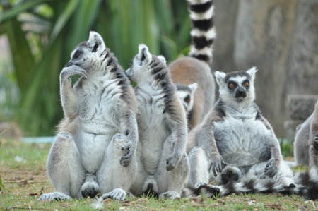 Each ring-tailed lemur has exactly 13 alternating black and white bands on its tail.の写真素材