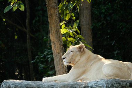Female white lions resting during the day.の写真素材