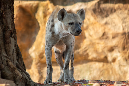 The hyena is Africaâs most common large carnivore.の写真素材