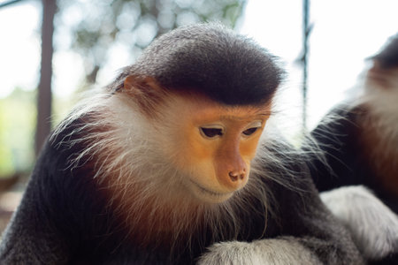 The Red-shanked douc is a species of Old World monkey.の写真素材