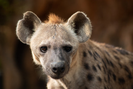 The hyena is Africaâs most common large carnivore.の写真素材