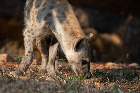 The hyena is Africaâs most common large carnivore.の写真素材
