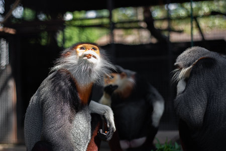 The Red-shanked douc is a species of Old World monkey.の写真素材