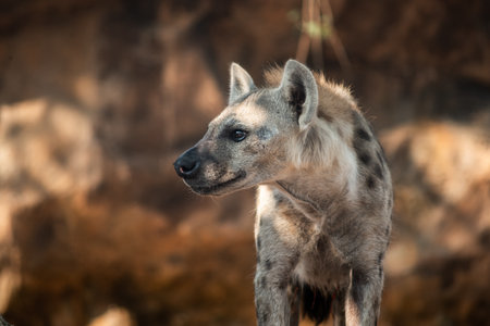 The hyena is Africaâs most common large carnivore.の写真素材