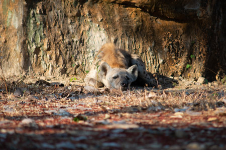 The hyena is Africaâs most common large carnivore.の写真素材