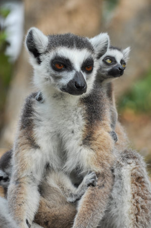 Ring-tailed lemurs give birth to one offspring, but twins can be frequent if food is plentiful.の写真素材