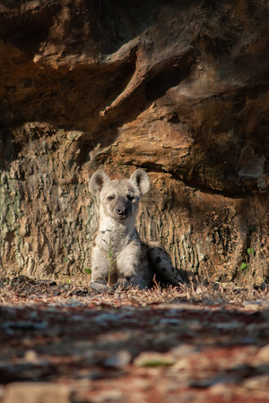 The hyena is Africaâs most common large carnivore.の写真素材