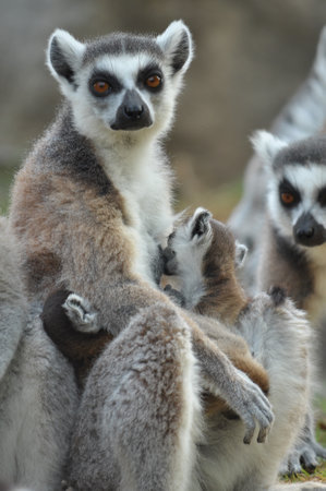 Ring-tailed lemurs give birth to one offspring, but twins can be frequent if food is plentiful.の写真素材