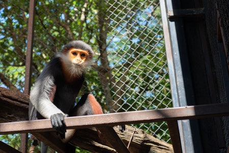The Red-shanked douc is a species of Old World monkey.の写真素材