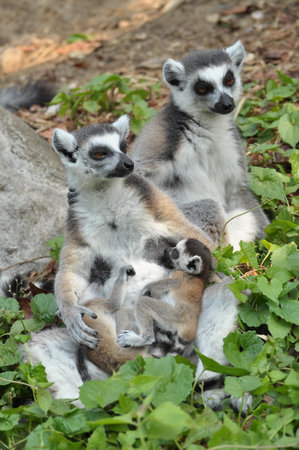 Ring-tailed lemurs give birth to one offspring, but twins can be frequent if food is plentiful.の写真素材