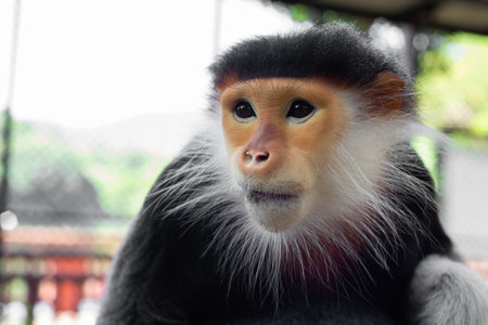 The Red-shanked douc is a species of Old World monkey.の写真素材