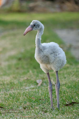 Flamingos are born with gray plumage, which gradually turn pink as their food contains canthaxanthin, such as brine shrimp and blue-green algae.の写真素材