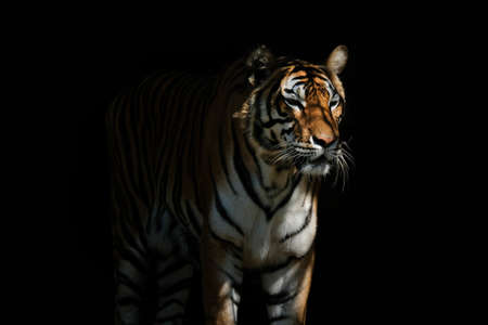 Tiger on black backgroundの写真素材